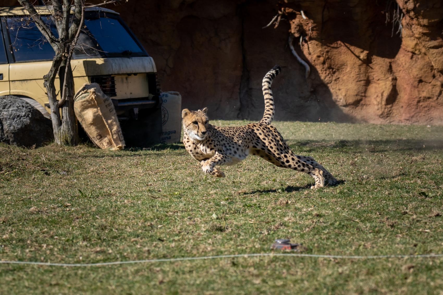 Cheetah Run | Columbus Zoo and Aquarium